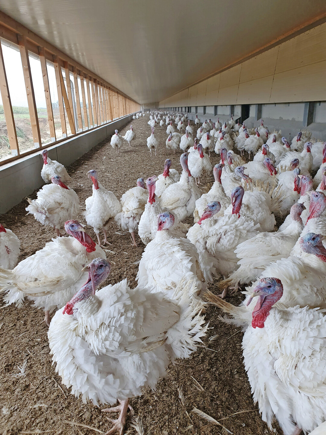 Ein Teil der Putenhähne wurde bereits zur Schlachtung abgeholt.