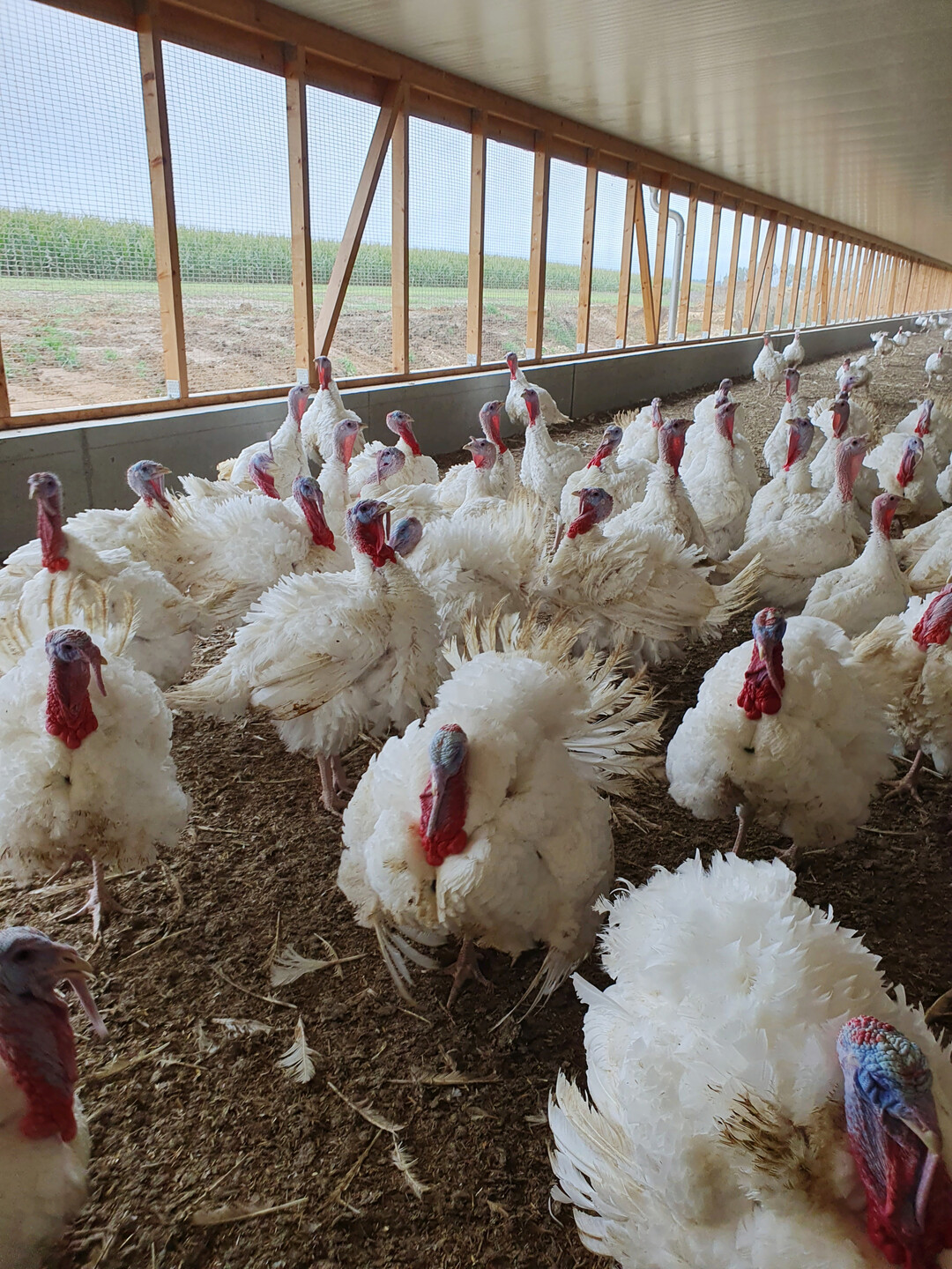 Ein aufgeregtes Gluckern geht beim Durchschreiten des Putenstalls durch die interessierte Menge.
