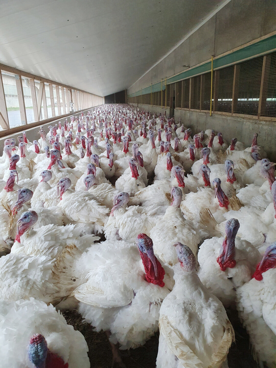 Die Hähne stehen kurz vor der Schlachtung und bringen etwa 20 kg auf die Waage.