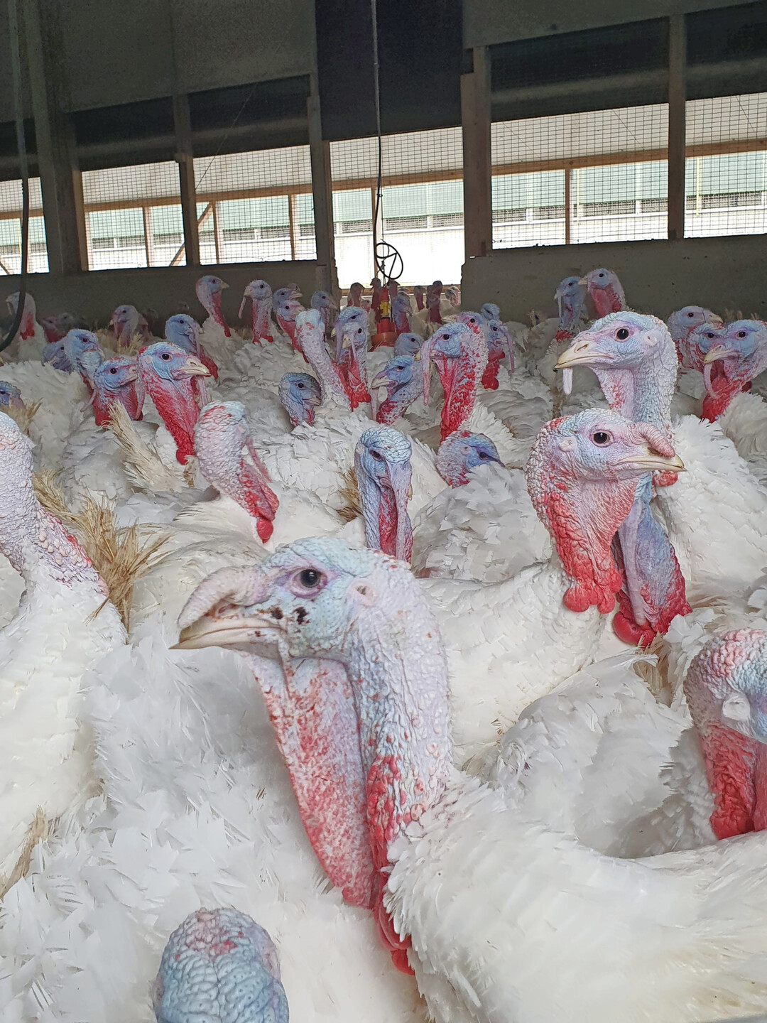 Die Puten erleben Lichtwechsel, Temperaturschwankungen und Geräusche, die es im geschlossenen Stall nicht gibt.