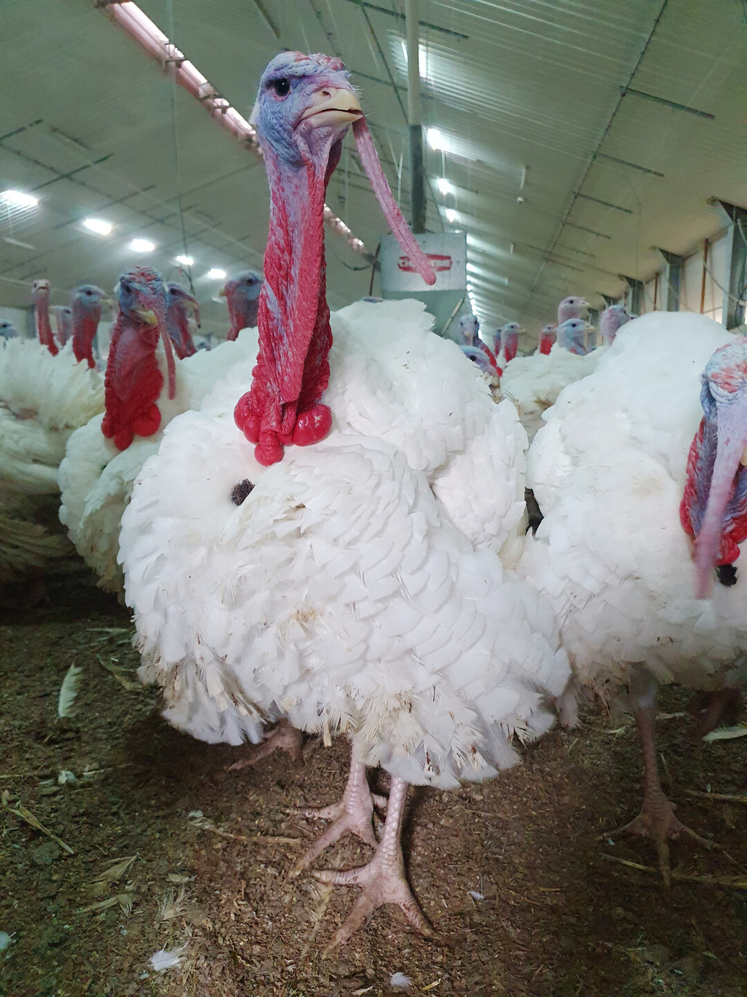 Mit etwa 21 Wochen und 20 kg sind die Hähne schlachtreif.