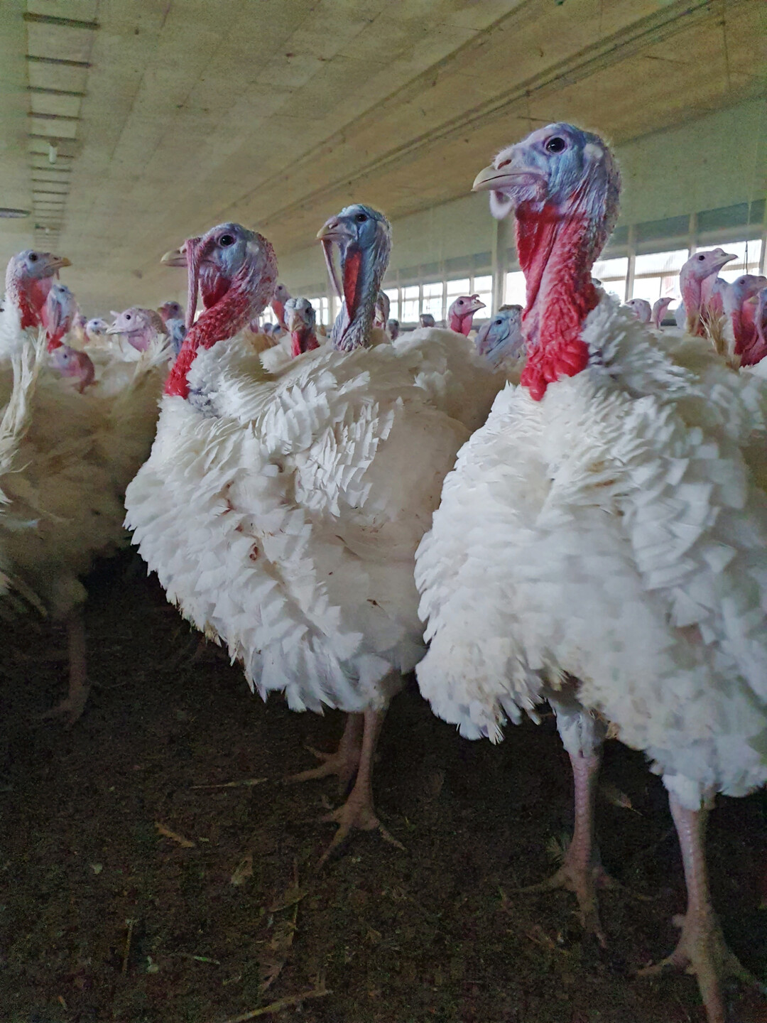 Mit etwa 21 Wochen und 20 kg sind die Hähne schlachtreif.