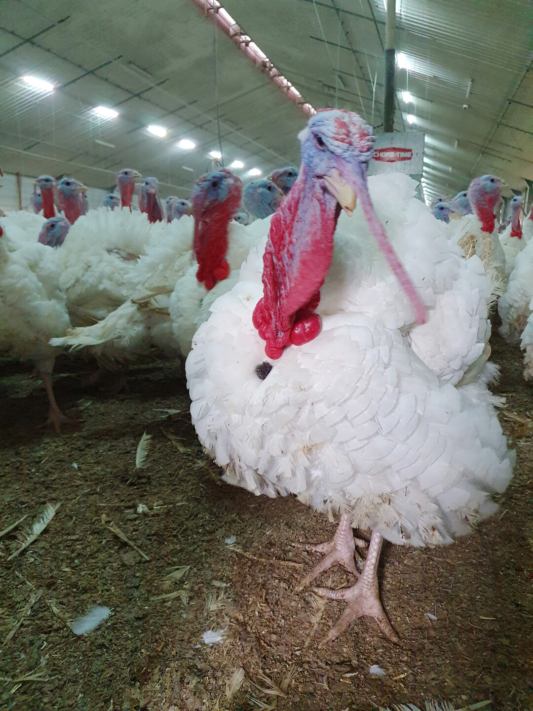 Mit etwa 21 Wochen und 20 kg sind die Hähne schlachtreif.