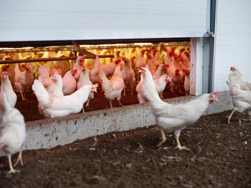 Laut der am 30. Oktober in Kraft tretenden Allgemeinverfügung müssen sämtliche privat und gewerblich gehaltene Vögel in geschlossenen Ställen untergebracht werden.