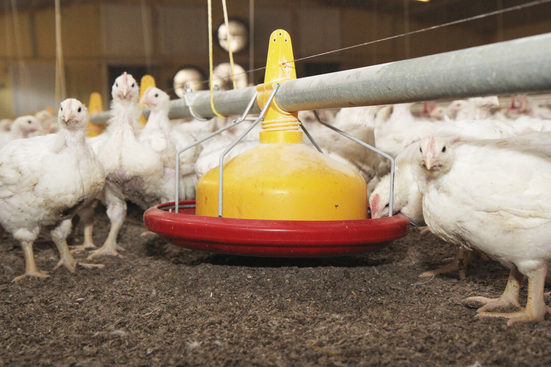 Dr. Oetker führt das diesjährige Herstellerranking des Masthuhn-Reports mit 93% deutlich an.