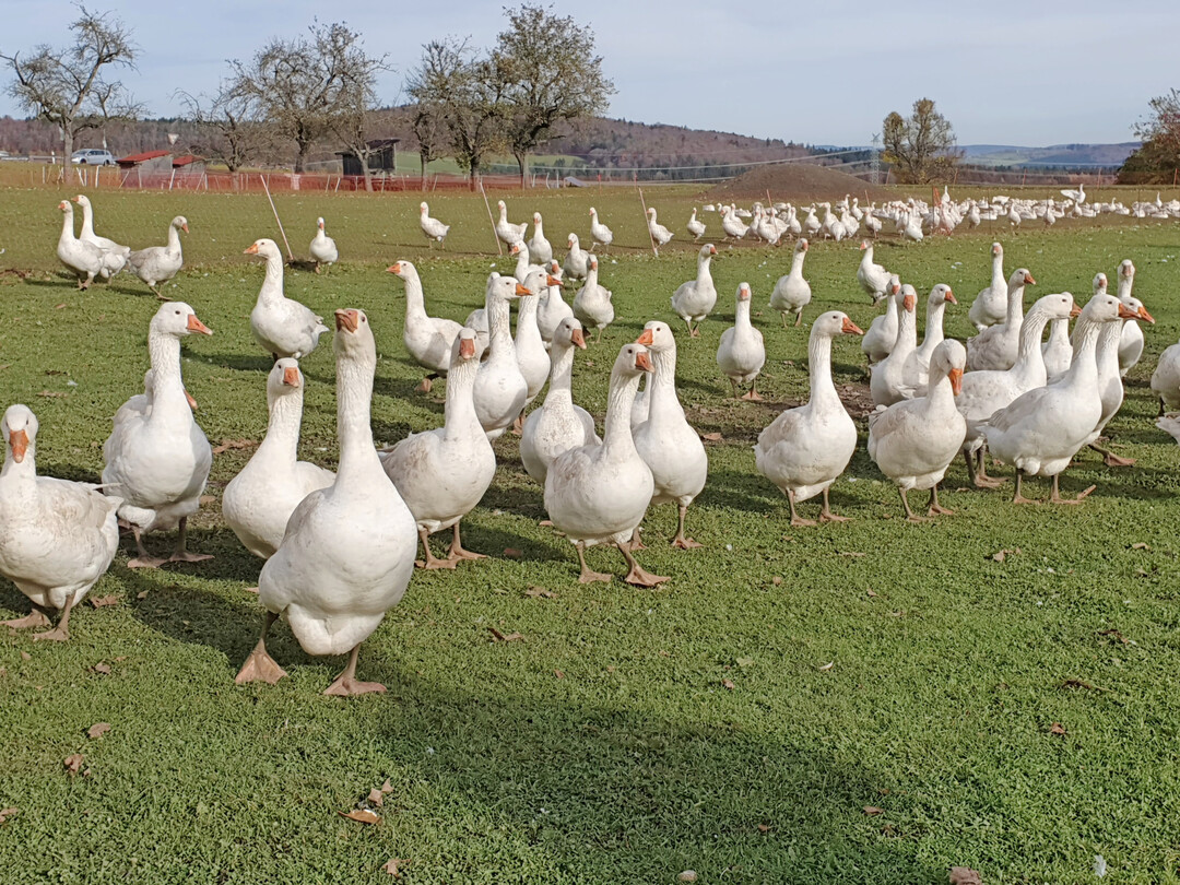 Etwa 400 Mastg�nse leben und sterben auf dem Hof Erdreich bei den Schnitzlers.