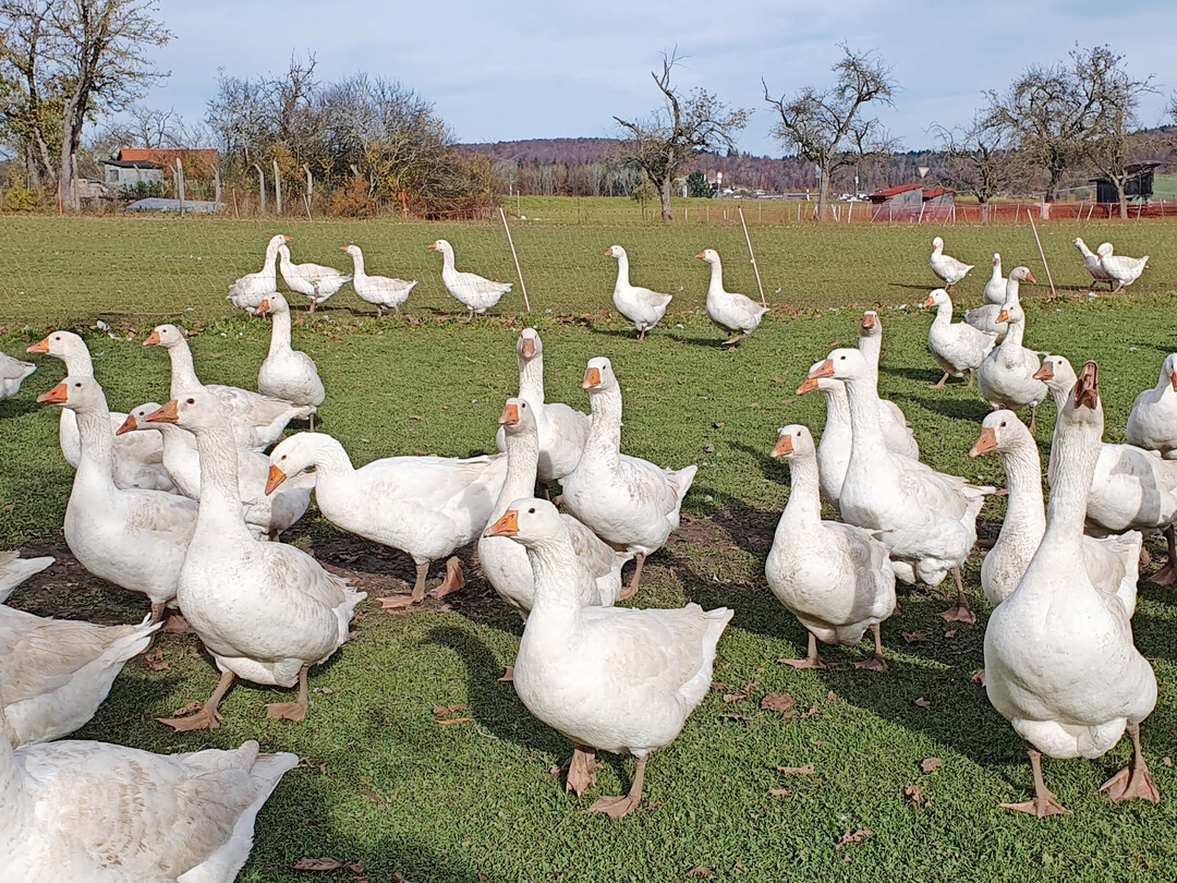 Ab November werden es schnell weniger G�nse im Bestand. 
