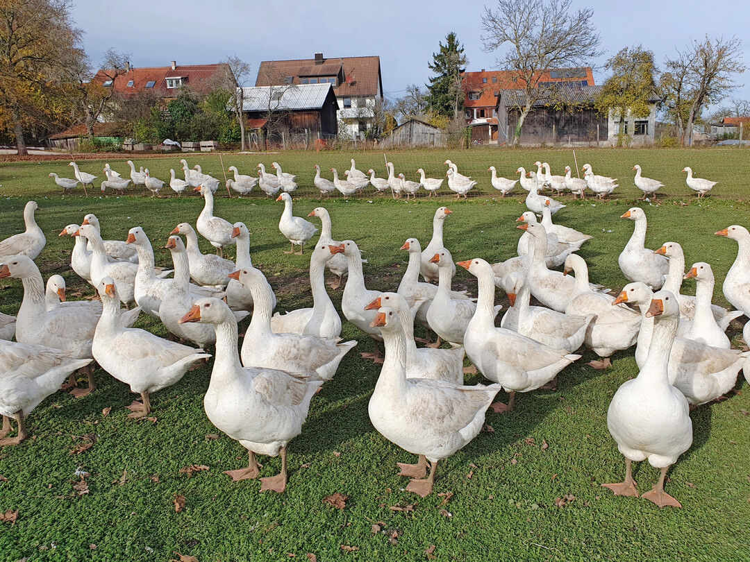 Die hofeigene Verarbeitung erlaubt eine vollst�ndige Kontrolle �ber die Qualit�t. Das Ergebnis ist ein regional erzeugtes Produkt mit nachvollziehbarer Herkunft.
