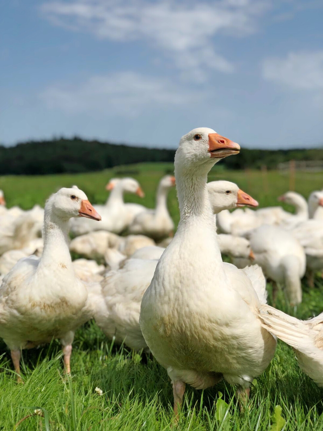 Das Haltungskonzept orientiert sich an den nat�rlichen Bed�rfnissen der Tiere. 