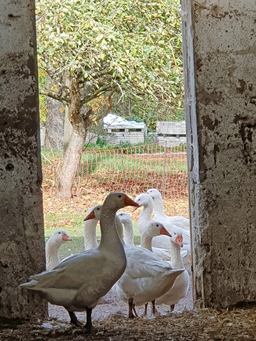 Die G�nse leben in einem Offenstall, den sie jederzeit betreten oder verlassen k�nnen. 