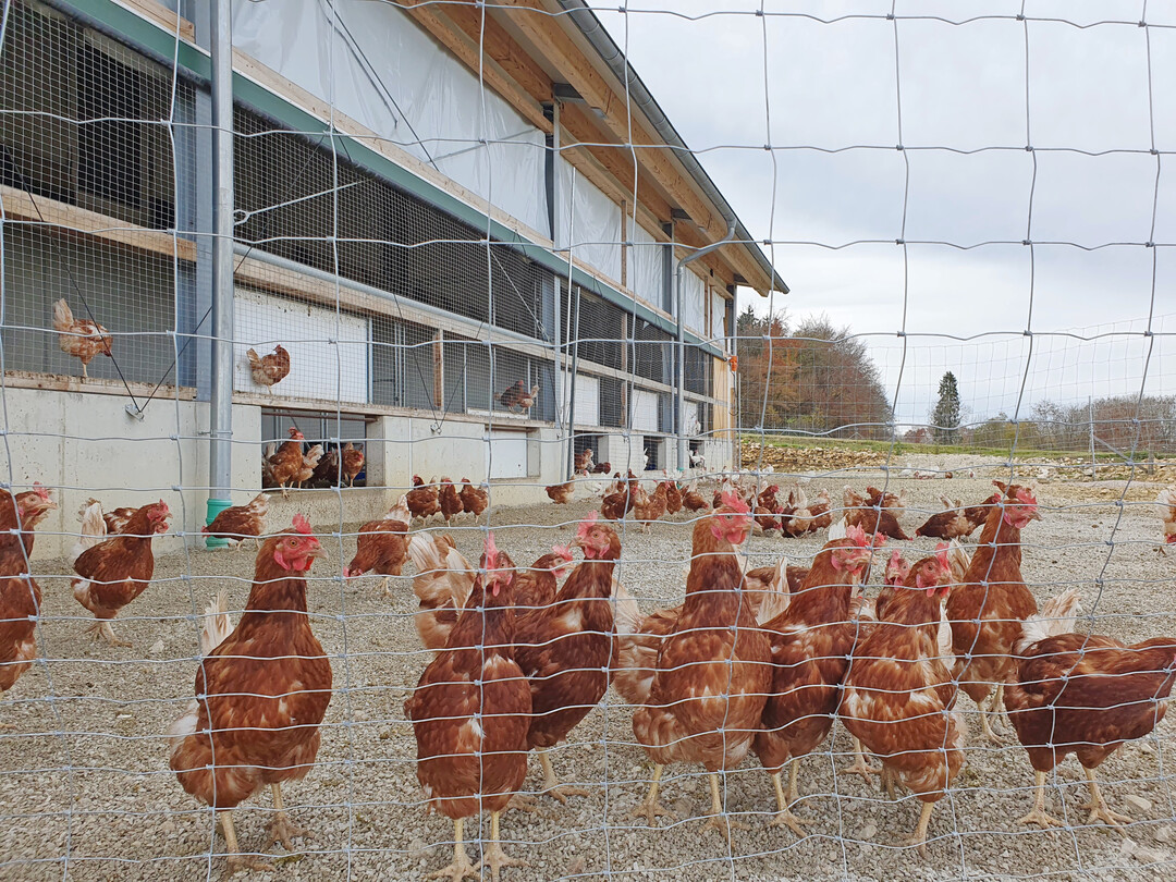 Die Braunleger sind ausgesprochen neugierig und be�ugen jeden Besucher mit gro�em Interesse. 