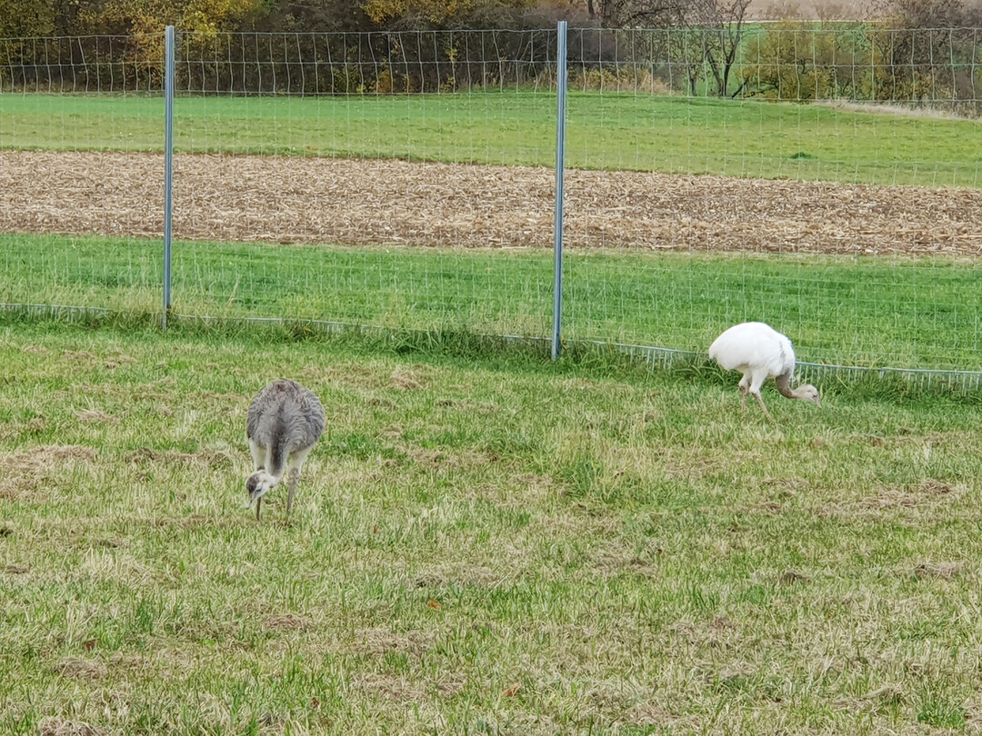 Die beiden Nandus sch�tzen die Legehennenherde vor den Habichtattacken. 