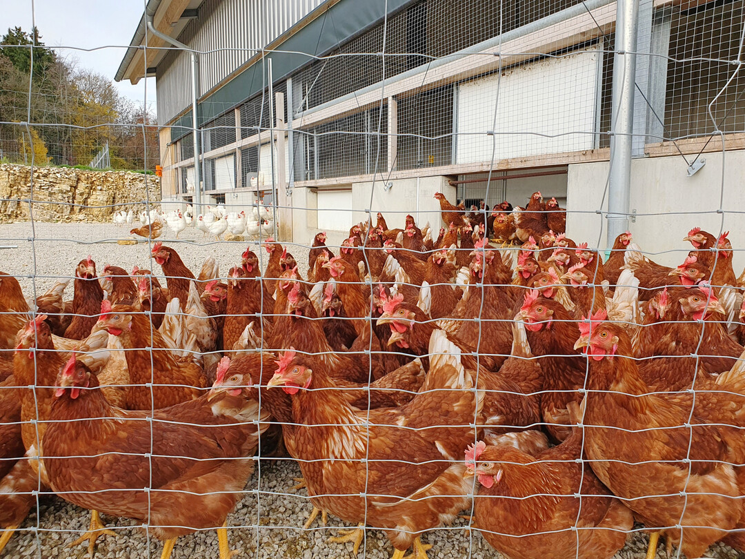 Die braunen und wei�en Legehennen werden in getrennten Herden gehalten. 