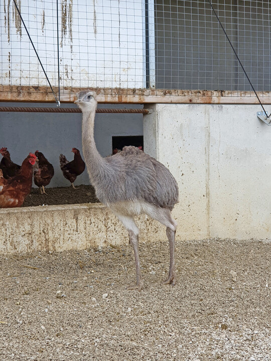 Als Herdenschutztiere agieren zwei Nandus. 