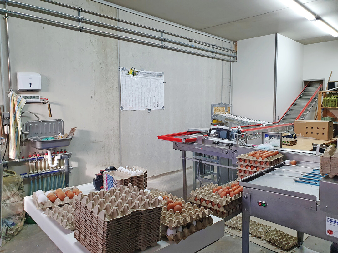 Die hofeigene Packstelle sortiert t�glich bis zu 4.000 Eier. 