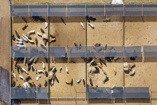 Asien und Afrika hatten beim Rindfleisch Steigerungsraten von jeweils über 60 %, gefolgt von Zentral- und Südamerika mit 47,8 %. In Nordamerika wurde mit nur 2,7 % der niedrigste Wert erreicht – abgesehen von der rückläufigen Entwicklung in Europa.