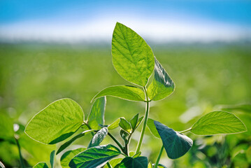 Die Erträge bei Getreide und Ölsaaten in Deutschland stagnieren seit rund zwei Jahrzehnten.