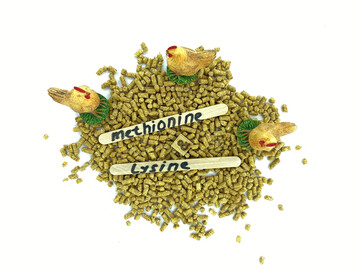 Für die optimale Ernährung des Geflügels spielen unter anderem Nährstoffe wie Aminosäuren eine wichtige Rolle.