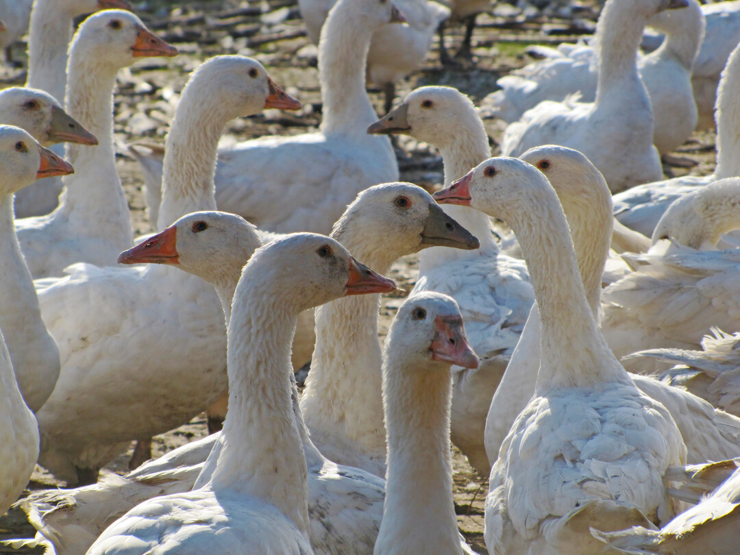 Gänse aus deutscher Produktion. Allein durch die Vogelgrippe gibt es bisher geschätzte Ausfälle von etwa 5 % in Deutschland.