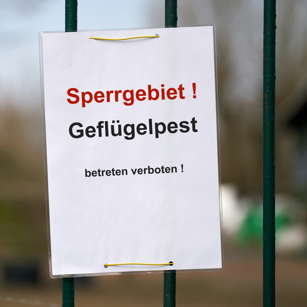 Die Landwirtschaftliche Rentenbank hat ihr Liquidittssicherungs-Programm fr Geflgelhalter geffnet, die von den Auswirkungen der Vogelgrippe betroffen sind. Nachgewiesen werden muss ein Ergebnisrckgang von mindestens 30%.                         