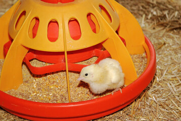 Ein entscheidender Hebel zur Reduktion des CO
<sub>2</sub>
-Fußabdrucks liegt in der Optimierung der Futtermittel.