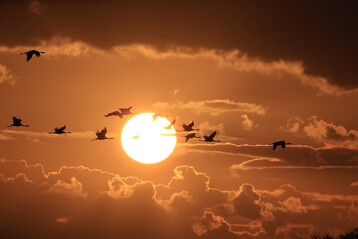 Auch bei Wildvögeln wurden sehr viele neue AI-Fälle registriert. Auffällig häufig betroffen sind derzeit Kraniche, deren Herbstzug zur weiträumigen Verbreitung des Virus beigetragen hat.