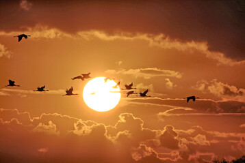 Auch bei Wildvgeln wurden sehr viele neue AI-Flle registriert. Auffllig hufig betroffen sind derzeit Kraniche, deren Herbstzug zur weitrumigen Verbreitung des Virus beigetragen hat.