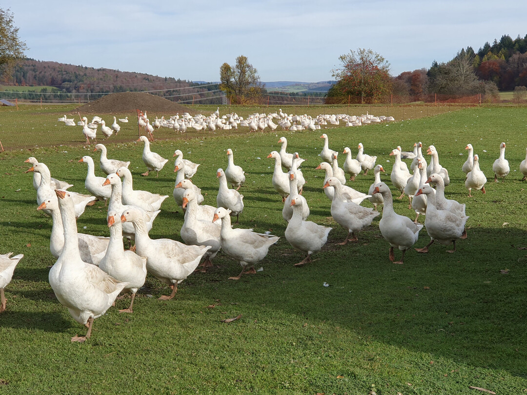 Die aktuelle Welle der Vogelgrippe trifft die deutsche Gänseproduktion mitten in der Hochsaison. Zahlreiche Betriebe sind von Ausfällen betroffen, was die verfügbaren Mengen erheblich reduziert.