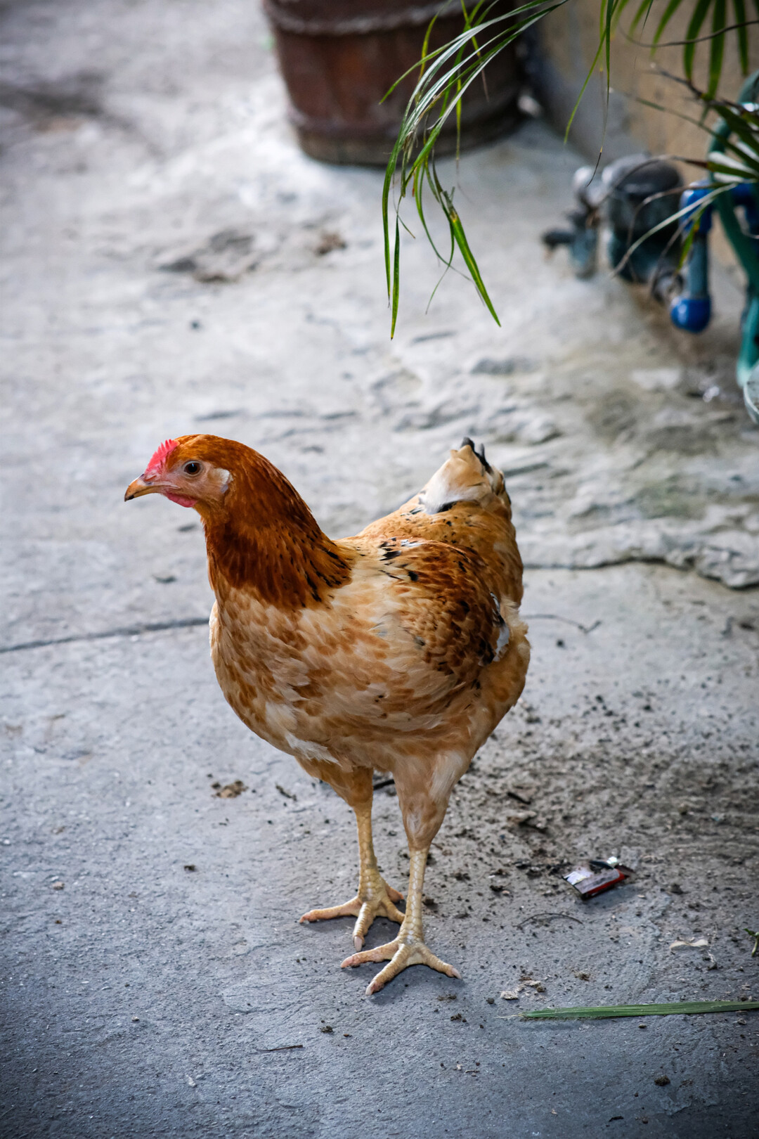 Hubbard-JA-Linien sind ausgewogene, langsam wachsende Linien mit einer Mindestmastdauer von 81 Tagen. DieseLinienzeichnensichdurchihreRobustheitundGesundheitaus. Studien zeigen, dass sie weniger anfllig fr Krankheiten sind und somit weniger Antibiotika bentigen.