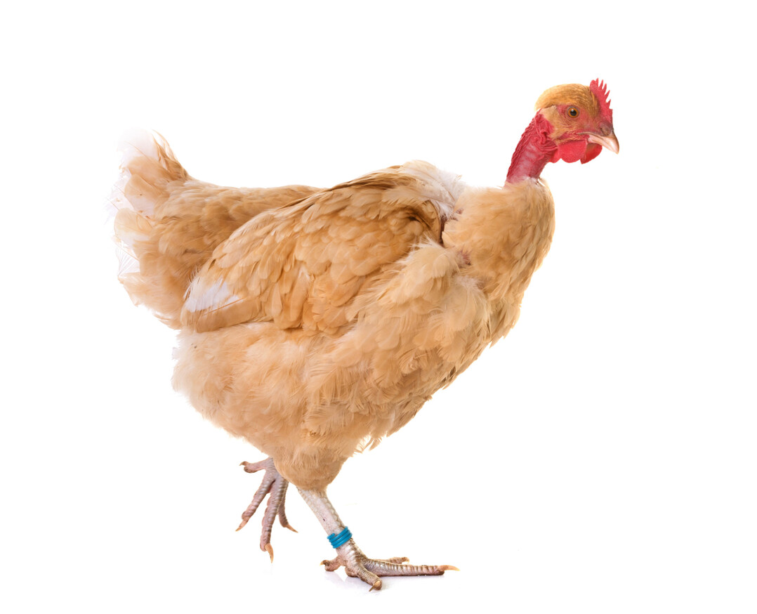 Das Hauptrassemerkmal von Naked-Neck ist der nackte Hals. Nackthalsh�hner sind gen�gsame Tiere. Wenn ein gro�er Auslauf vorhanden ist, suchen sie sich den Gro�teil ihres Futters selbst. Der Stall muss nicht sehr gro� sein, da sich die Tiere bei jeglichem Wetter im Freien aufhalten k�nnen.