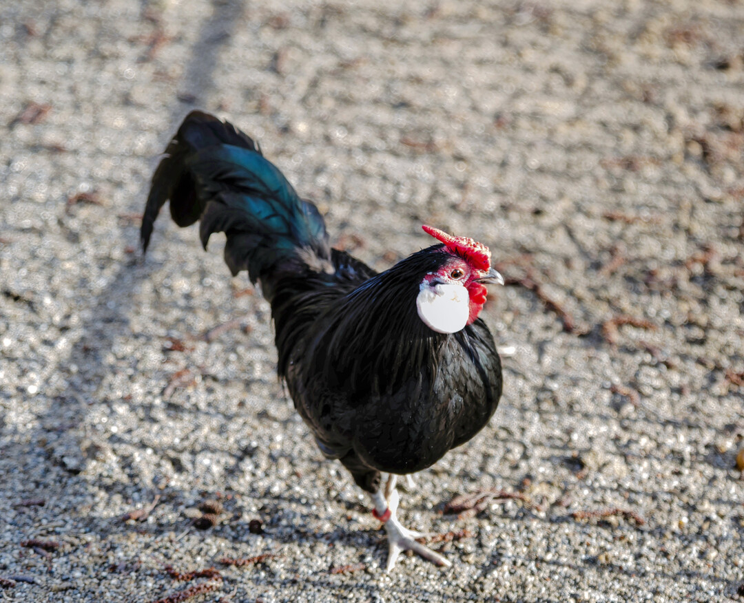 Unter den europ�ischen H�hnern geh�rt die Rasse Barbezieux zu den allergr��ten und wird als Fleischrasse sehr gesch�tzt. Aufgrund der reichlichen Eierproduktion (170�200 Eier pro Jahr) kann auch von einer�Zweinutzungsrasse gesprochen werden.