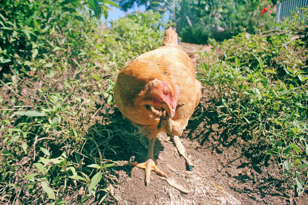 Hhner der Sasso-Linien haben einen starker Krperbau mit niedriger Leibhhe, einer breiten Brust, einen kleinen Kopf und relativ kurze Flgel. Erwachsene Hhner werden etwa 4 kg schwer und Mnnchen knnen 6-7 kg wiegen. 
Die zarte und saftige Struktur ist ein Merkmal des Sasso-Hhnerfleischs.
