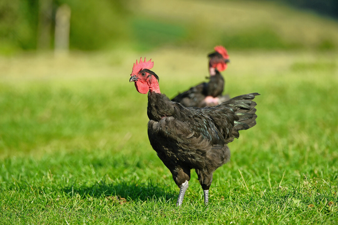 Nicht maximaler Zuwachs in Minimalzeit, sondern gezielte Auswahl langsamer wachsender Fleischrassen, um Qualit�t und Tierwohl zu verbinden. Hier schwarzes Huhn vom Typ �Nacked Neck�. 