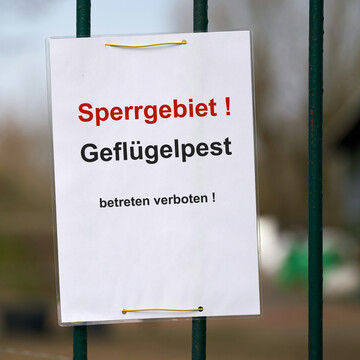 In vier Landkreisen ist die Geflgelpest erneut ausgebrochen. Betroffene Bestnde wurden gettet, ab 21. November treten weite Sperrzonen in Kraft. 