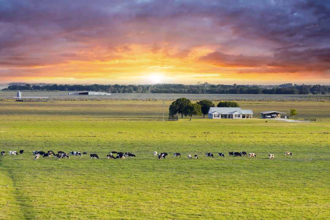 Bereits im Mrz 2024 wurde H5N1 in kommerziellen Milchviehbetrieben in Texas nachgewiesen.