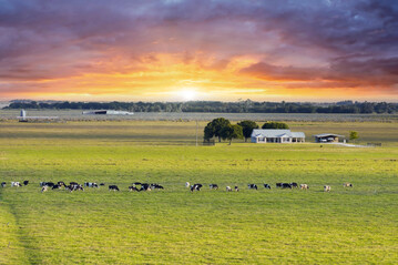 Bereits im Mrz 2024 wurde H5N1 in kommerziellen Milchviehbetrieben in Texas nachgewiesen.