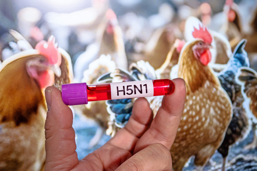 HPAIV H5N1 breitet sich seit 2016 besonders über Zugvögel rasant und weltweit aus.