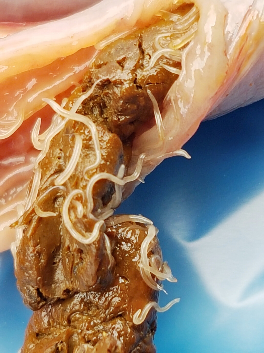 Der Haarwurm (Capillaria) ist ein Endoparasit (innen). Er verursacht Probleme wie eine Darmentzündung, schlechte Befiederung/Kannibalismus, Schalenprobleme oder generell eine erhöhte Anfälligkeit für Infektionen.