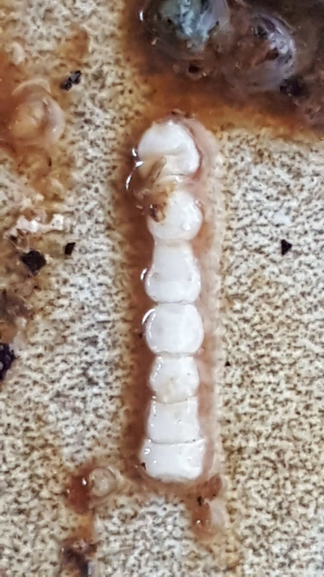 Bandw�rmer (Cestoda) verursachen geringe Darmver�nderungen und Kn�tchenbildung an den Anhaftungsstellen. Der Nachweis geschieht oft mehr als Zufallsbefund.