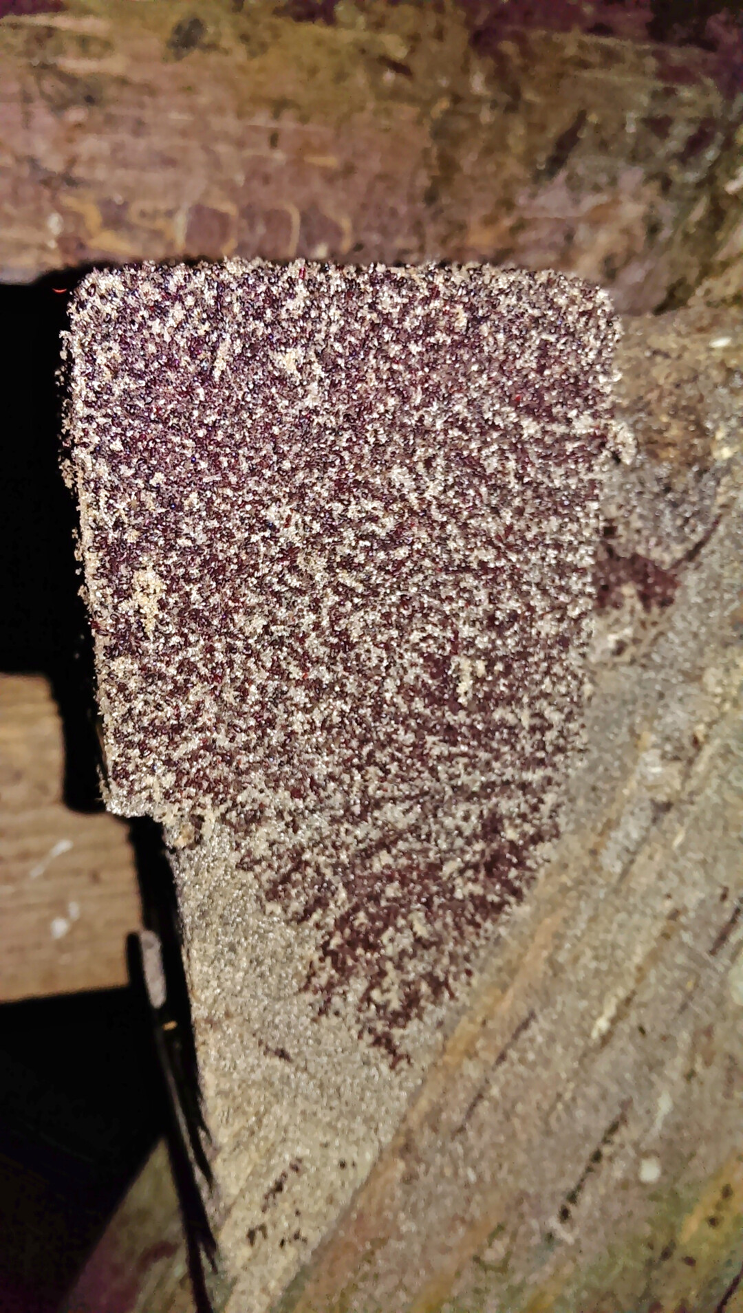 Die Rote Vogelmilbe ist ein sogenannter Ektoparasit � also au�en. Sie ist sehr beweglich und zieht sich nach der Blutmahlzeit in ihr Versteck zur�ck. Sie kann mehr als sechs Monate ohne Nahrung auskommen, entwickelt sich unter optimalen Bedingungen aber innerhalb von ein bis zwei Wochen. Mit sorgf�ltiger Reinigung und Desinfektion l�sst sich einem Befall vorbeugen.