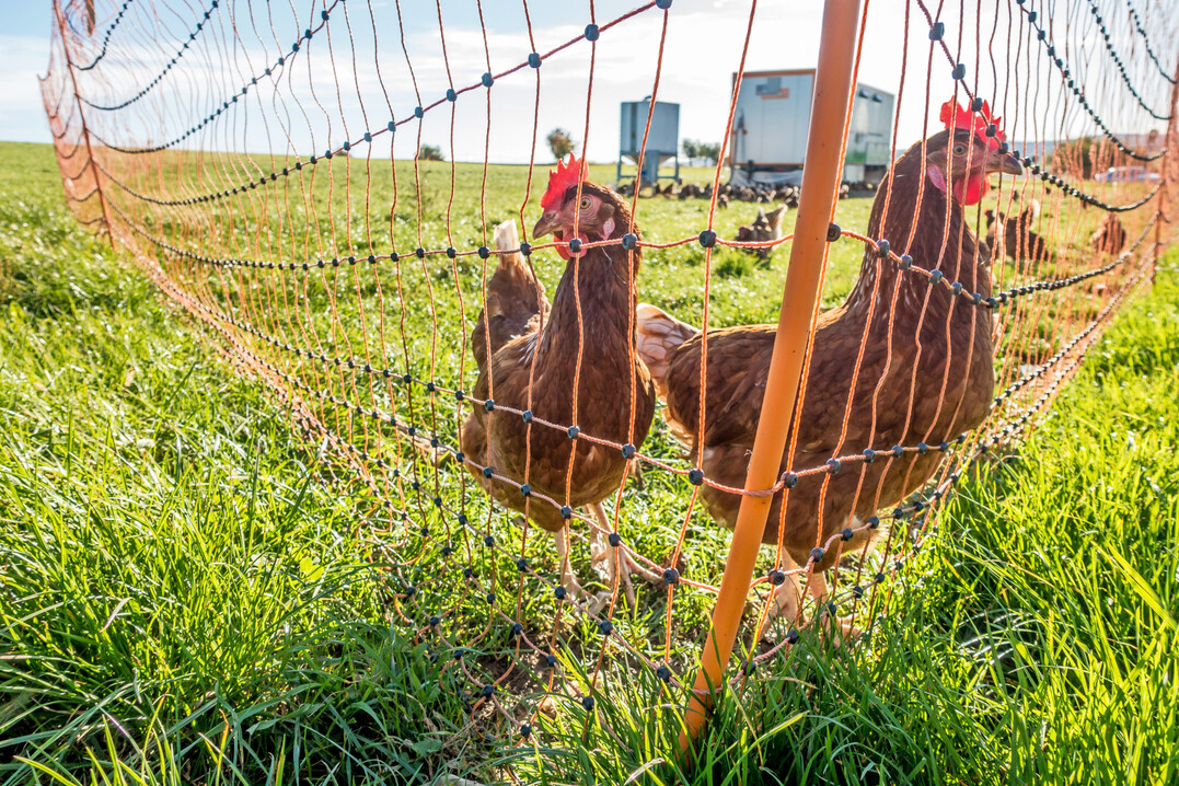 Die Mobilstallhaltung bringt in Sachen Krankheitspr�vention einige Besonderheiten mit sich. 