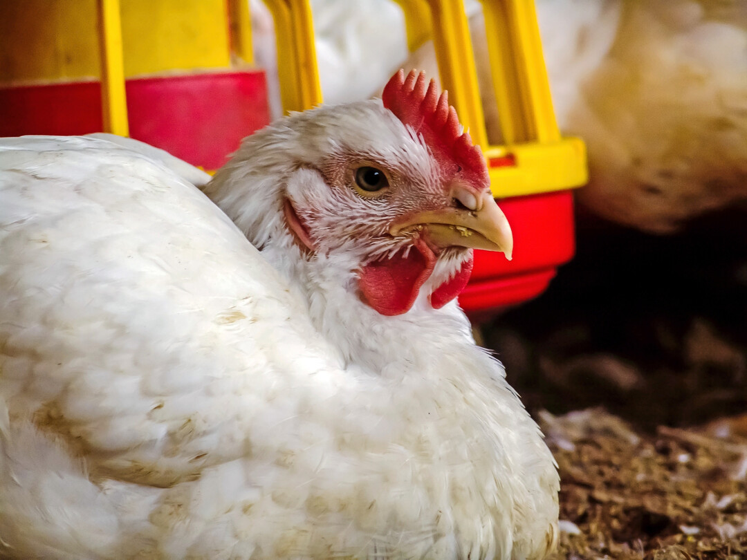 Anstatt auf ein einziges politisches Instrument bei der Modernisierung der Tierhaltung zu setzen, plädiert der Göttinger Agrarökonom Achim Spiller für einen Mix verschiedener Instrumente, die sich ergänzen und gegenseitig stützen.
Spiller zieht Lehren aus der Nicht-Umsetzung des Borchert-Plans.