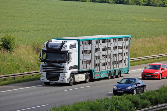 Zahlreiche Tiere werden jährlich durch Deutschland transportiert. Das Endziel ist meist der Schlachthof.