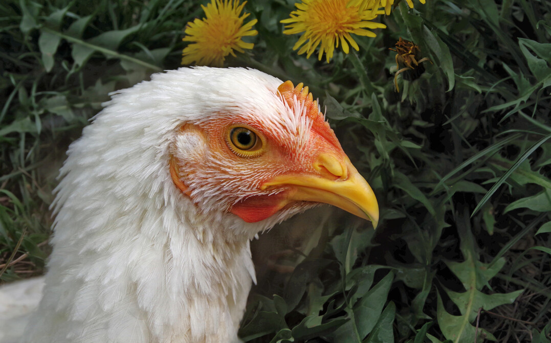 Ein Broiler der Genetik Ross-708: Eine aktuelle US-Studie zeigt, dass diese Masthhnchen auch bei hheren Besatzdichten aktiver sind, gegen Ende der Mast jedoch sensibel auf Platzmangel reagieren.