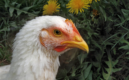 Ein Broiler der Genetik Ross-708: Eine aktuelle US-Studie zeigt, dass diese Masthähnchen auch bei höheren Besatzdichten aktiver sind, gegen Ende der Mast jedoch sensibel auf Platzmangel reagieren.