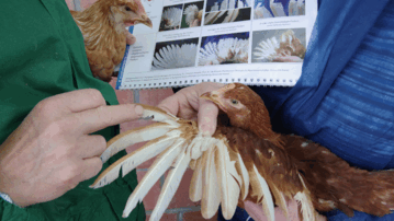Untersuchen des Felderkleids beim Huhn auf Schden durch Federpicken.