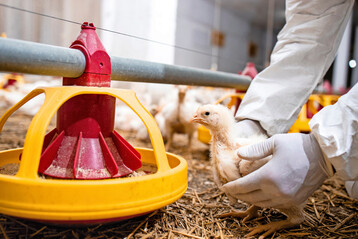 Ein Tierarzt berprft die Gesundheit der Tiere in einem Geflgelbetrieb.