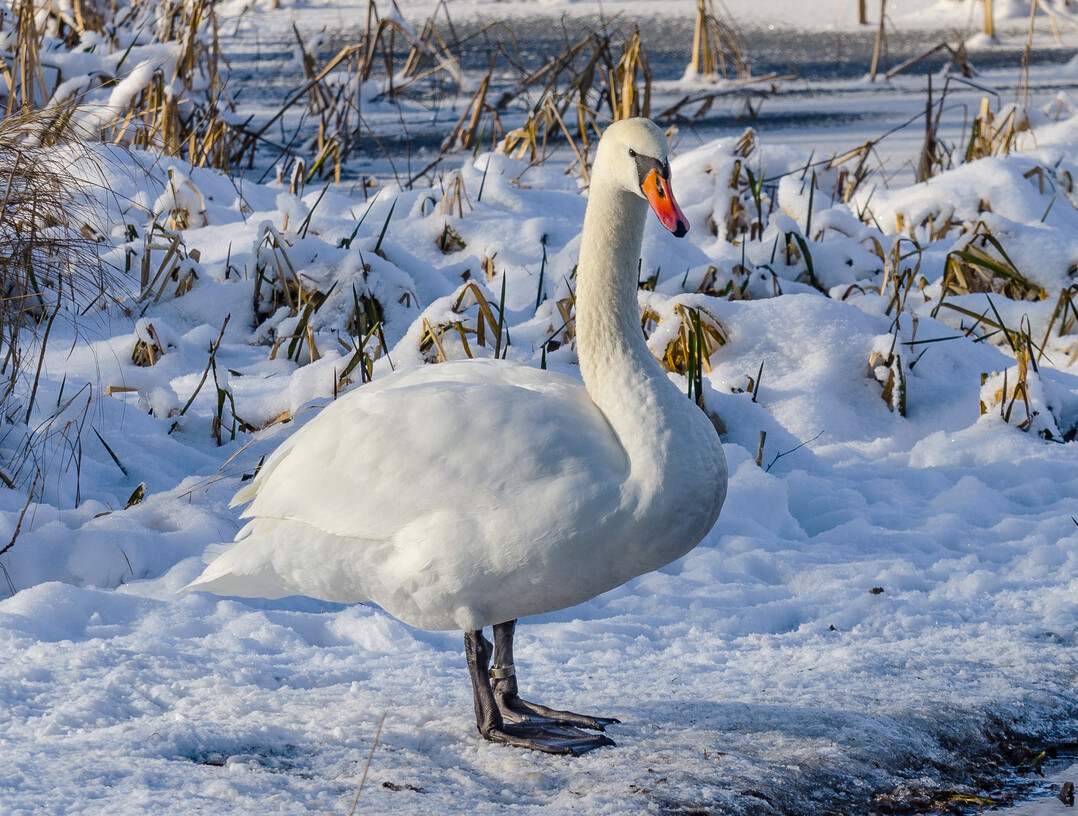 Seit Jahresende wurden bei mehreren Wildvögeln in Wien und Niederösterreich Fälle der Geflügelpest festgestellt.