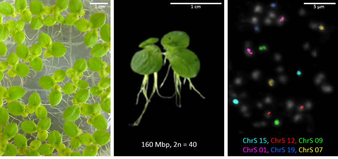 S. polyrhiza auf Nhrmedium (links), Seitenansicht (mitte), und