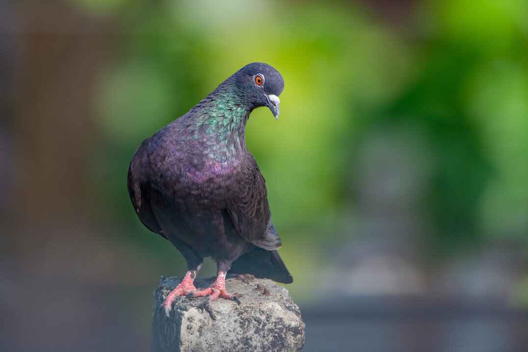 Die Experten des FLI, dem Bundesforschungsinstitut für Tiergesundheit, betonen, dass es keine Hinweise auf eine aktive Rolle von Tauben im Infektionsgeschehen gibt.